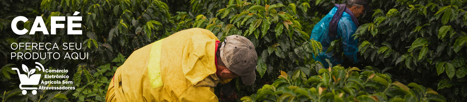 café coffee cafezal anuncie sua marca agro aqui comércio eletrônico agrícola sem atravessadores - agro agricola agritech implemento.png