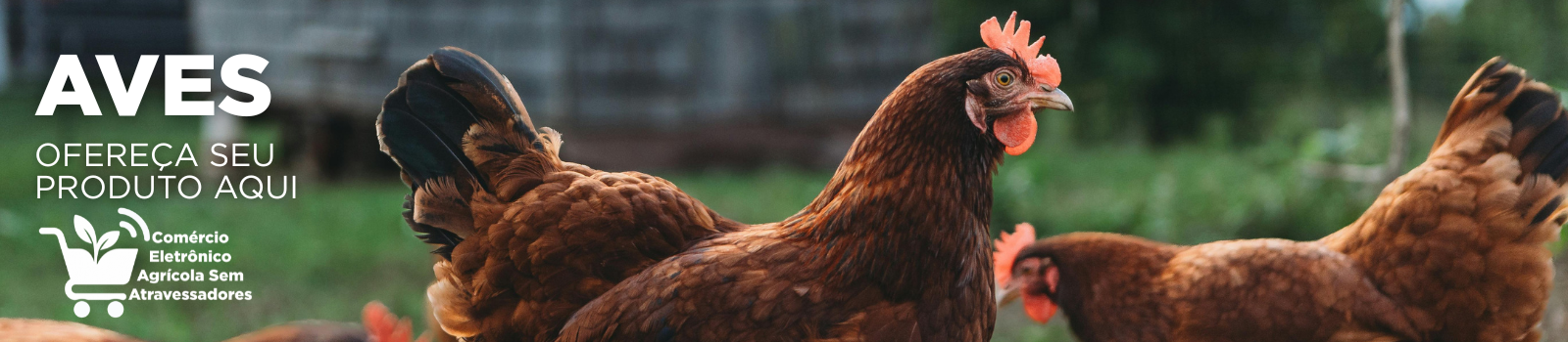 anuncie sua marca agro aqui comércio eletrônico agrícola sem atravessadores - ave avícola.png