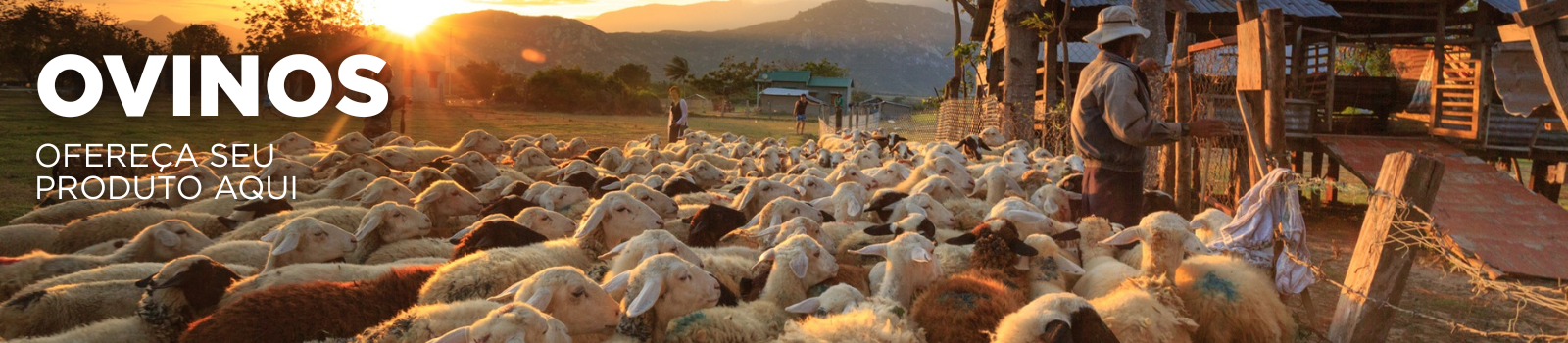 ovino ovelha borrego bode anuncie sua marca agro aqui comércio eletrônico agrícola sem atravessadores - agro agricola agritech implemento.png