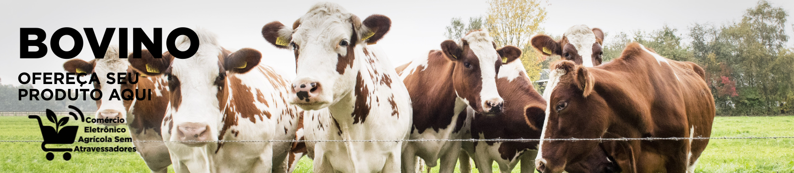 bovino gado boi vaca anuncie sua marca agro aqui comércio eletrônico agrícola sem atravessadores - agro agricola agritech implemento.png