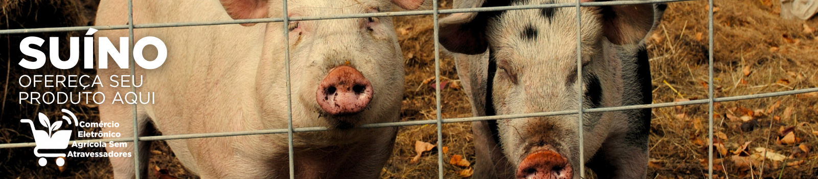 anuncie sua marca agro aqui comércio eletrônico agrícola sem atravessadores - suíno porco porca.png