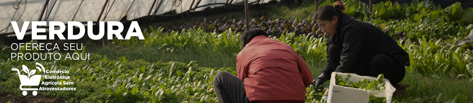 verdura legume anuncie sua marca agro aqui comércio eletrônico agrícola sem atravessadores - agro agricola agritech implemento.png